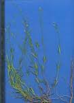 Image result for Cordylostigma longifolium
