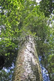 Image result for Agathis