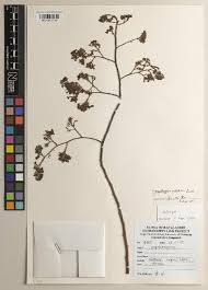 Image result for Dalbergia bracteolata