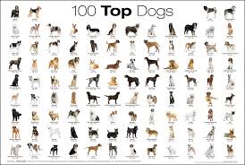 100 Top Dogs Dog Breeds Chart Dog Breeds List All Breeds