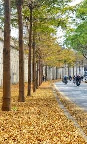 Con đường Hà Nội mùa thu với lá vàng rơi