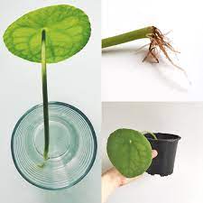 Sproutandharvest On Instagram It Had To Happen Sooner Or Later Today I Finally Put My Rooted Pilea Leaf Pflanzen Topfpflanzen Terrasse Pflanzen Vermehrung