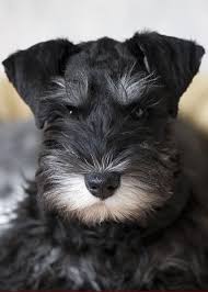 Use the search tool below and browse adoptable. Black And Silver Miniature Schnauzer Puppies For Sale