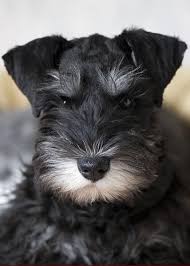 Why buy a schnauzer (miniature) puppy for sale if you can adopt and save a life? Black And Silver Miniature Schnauzer Puppies For Sale