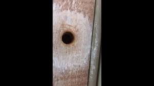 Belonging to the genus xylocopa, carpenter bees are large bees having a size of around 3/4 to 1 inch. Newsflare Get Rid Of Carpenter Bees With Wd40