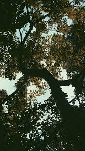 Background pemandangan alam on pinterest. Banga Jadi Perawat Fotografi Alam Latar Belakang Pemandangan