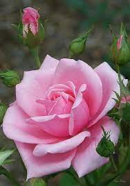 Large bouquet of gentle pink roses. Flawless Flowers Baby Pink Royal Beautiful Pink Rose Flower Facebook