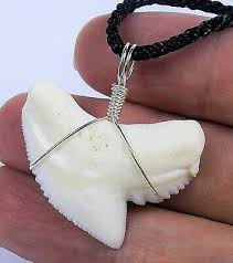 In the living shark, teeth are constantly produced and shed; Bull Shark Tooth Real Necklace Zambezi Pendant Surf Wear Trinket Surfer Choker