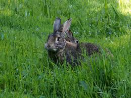Herbe Ou Foin Pour Le Lapin De Compagnie La Dure Vie Du Lapin Urbain