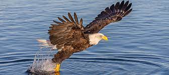 With five number one singles and six number one albums, six grammy awards, and five american music awards. Watch Bald Eagles Possess Swimming Talent The Wildlife Society