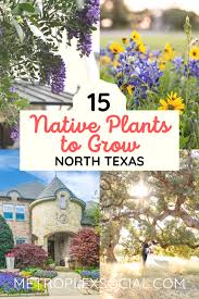 About the texas smartscape plant list. These Texas Native Plants Will Make Your Home Look Amazing Metroplex Social