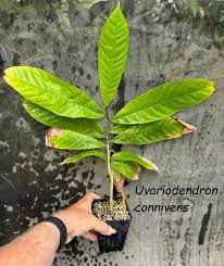 Image result for Uvariodendron