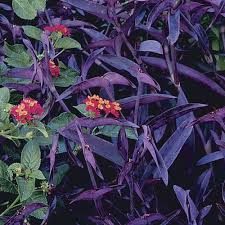 Check spelling or type a new query. Setcreasea Pallida Purple Heart Finegardening