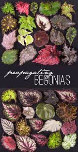 Get Your Green Thumb On Propagating Plants Plants Garden Plants