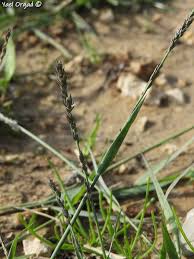 Image result for Eragrostis sarmentosa