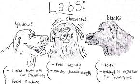 I usually post the images here on this page to be enjoyed by the many followers who all love a gorgeous dog as much as you do. Illustrator Draws Hilarious Guide To Different Dog Breeds