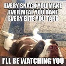 Funny Dog English Springer Spaniel Refrigerator Tool Box Magnet Cutepuppyvideosfunny Funny Dog Memes Funny Animal Memes Funny Animal Photos