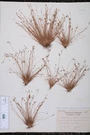 Image result for Bulbostylis sp.no.4