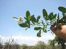 Image result for Searsia natalensis