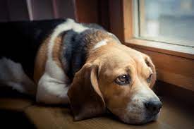Daily care and grooming tips for a healthy dog. Pet Urgent Care Veterinarian In Scarsdale Ny Central Animal Hospital