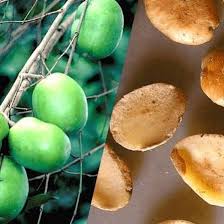 Image result for Hunteria congolana