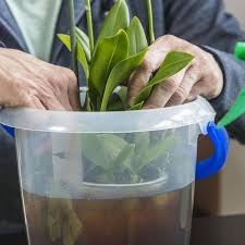 Orchideen Zum Bluhen Bringen So Gelingt S Garantiert Orchideen Garten Garten Pflanzen Orchideen