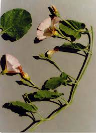 Image result for Convolvulaceae