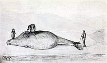 Steller S Sea Cow Wikipedia