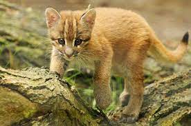 pardofelis t temminckii ostliche goldkatze southeast asian golden cat flickr compartilhamento de fotos asian leopard cat cats african wild cat