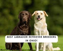 Heartland quality labrador breeds only english. the english labrador are recognized by their blocky square head, deep chest and shorter legs. 5 Best Labrador Retriever Breeders In Ohio 2021 We Love Doodles
