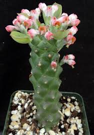 Image result for Monadenium