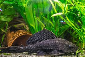 Ein neues aqua mit echten pflanzen, wann dürfen fische dazu?: Einfahren Eines Aquariums Nach Ersteinrichtung Alle Infos