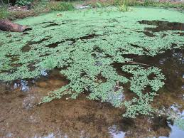 Image result for Azolla