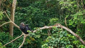 Image result for Bersama yangambiensis