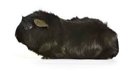 Image result for what is the rarest guinea pig color