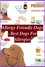 How Difficult Could It Be To Handle A Dog Allergy Dog Allergies Remedies For Paws Dog Fo In 2020 Dog Allergies Dog Allergies Remedies Allergies