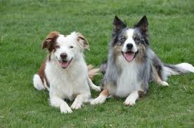 Navigate to the first search result item. Border Collies Forsale Oregon
