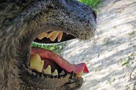 Jenna stregowski, rvt has worked in veterinary medicine for more than two decades. Lockjaw In Dogs Signs Causes Diagnosis Treatment Recovery Management Cost