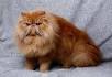 Persian Cat Breeders in Wisconsin - Cat Kingpin