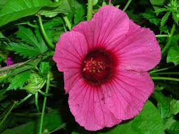 Image result for Hibiscus rostellatus