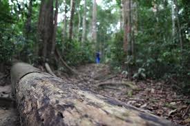 Dalam dua genus dan dua famili. Thick Forest Picture Of Gunung Angsi Seremban Tripadvisor
