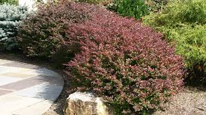 Image result for Berberis thunbergii