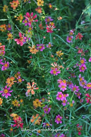 Dauerbluher Madchenauge Bienenfreundliche Pflanzen Garten Pflanzen Dauerbluher