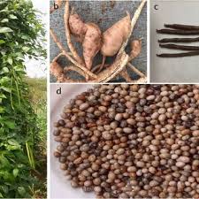 Image result for Sphenostylis briartii