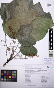 Image result for Khaya grandifoliola