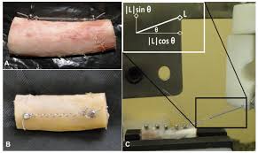 Primary Stability of Temporary Screws after Dentary and Orthopedic Forces  under Static and Dynamic Load Cycles