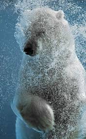 Https Www Pinterest Com Pin 226376318753191822 Tiere Ausgestopftes Tier Eisbar