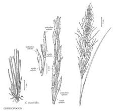 Image result for Chrysopogon