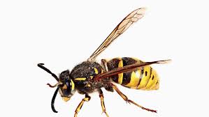 Haus und dekorationen, wespen im rolladenkasten was tun. Wespen In Stuttgart Unterturkheim Wespen Stechen Nur Zur Selbstverteidigung Unterturkheim Cannstatter Zeitung