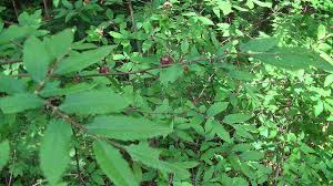 クリタマバチの虫こぶ 木に生えた黒い花か実かと思ったら クリタマバチというハチの巣 栗の木のちょうど芽吹く部分に卵が産み付けられていて 写真のような黒いこぶをつくります このこぶの中でクリタマバチの幼虫が育ちます 栗の栄養を吸い取り 枯らしてしまう